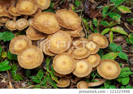 日本橡樹秋季在闊葉林中自然生長 121223498