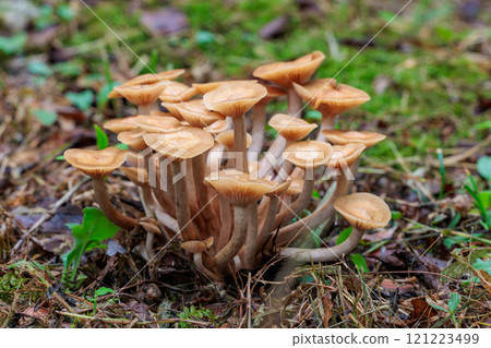 日本橡樹秋季在闊葉林中自然生長 121223499