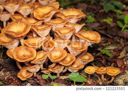 日本橡樹秋季在闊葉林中自然生長 121223501