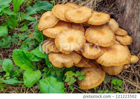 日本橡樹秋季在闊葉林中自然生長 121223502