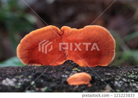 Bright orange hylophora mushrooms emerge in autumn 121223833