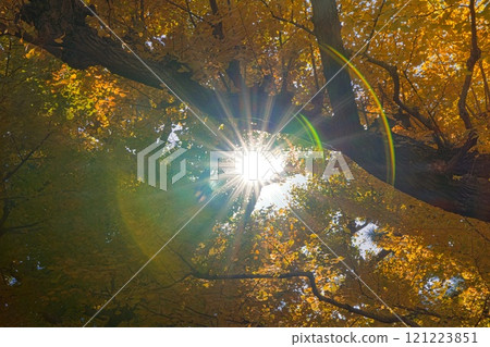 陽光從泛紅的銀杏葉上灑落下來 陽光從泛紅的銀杏葉上灑落下來 121223851