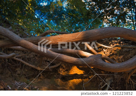 陽光照在倒下的樹上 陽光照在倒下的樹上 121223852