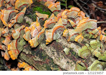 秋季闊葉林中野生生長的橙色和綠色襯裡 C. versicolor 的特寫 秋季闊葉林中野生生長的橙色和綠色襯裡 C. versicolor 的特寫 121223857
