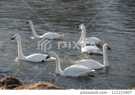 天鵝們一家人在一起度過時光 天鵝們一家人在一起度過時光 121223907