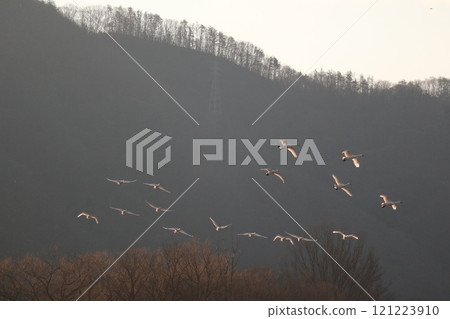 A flock of swans flying in the morning sun A flock of swans flying in the morning sun 121223910