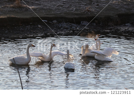 Swans singing in the morning light Swans singing in the morning light 121223911