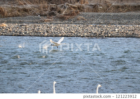 A swan hopping off and another swan watching over it 121223912