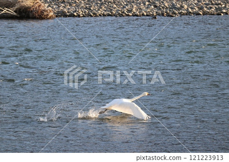 A swan kicking the water surface to take off A swan kicking the water surface to take off 121223913