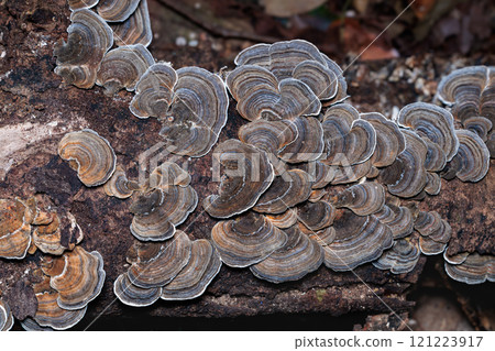 秋天在闊葉林中自然生長的深棕色 C. versicolor 的特寫。 121223917