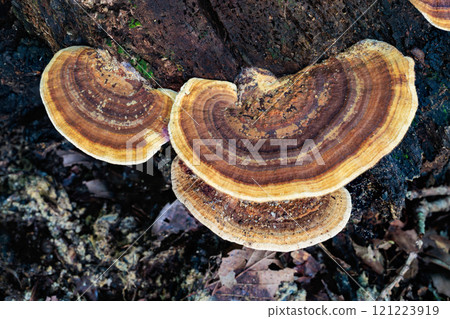 Close-up of brown Coriolus versicolor mushrooms growing wild in a broadleaf forest in autumn Close-up of brown Coriolus versicolor mushrooms growing wild in a broadleaf forest in autumn 121223919