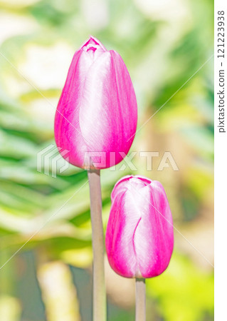 Flowers around the house, various in the four seasons. Beautiful early-blooming tulips have bloomed in the flower bed of the botanical garden. Flowers around the house, various in the four seasons. Beautiful early-blooming tulips have bloomed in the flower bed of the botanical garden. 121223938