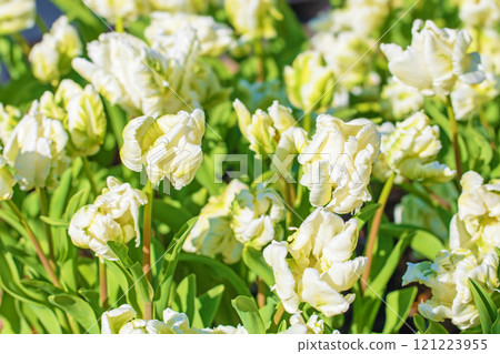 Flowers around the house, various in the four seasons. Beautiful early-blooming tulips have bloomed in the flower bed of the botanical garden. 121223955