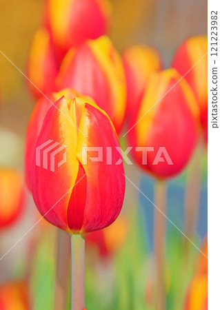 房子周圍的花朵 - 各種時令花卉 - 植物園的花壇裡盛開著美麗的早開鬱金香 房子周圍的花朵 - 各種時令花卉 - 植物園的花壇裡盛開著美麗的早開鬱金香 121223982