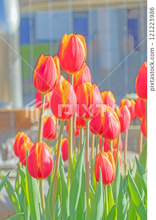 房子周圍的花朵 - 各種時令花卉 - 植物園的花壇裡盛開著美麗的早開鬱金香 房子周圍的花朵 - 各種時令花卉 - 植物園的花壇裡盛開著美麗的早開鬱金香 121223986