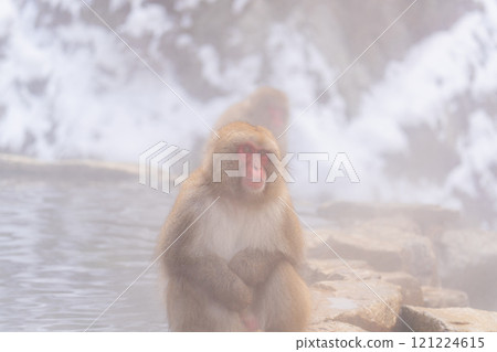 Japanese macaques bathing in hot springs [Jigokudani Monkey Park, Nagano Prefecture] 121224615