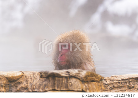 Japanese macaques bathing in hot springs [Jigokudani Monkey Park, Nagano Prefecture] 121224617
