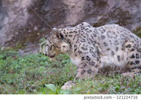Cute Snow Leopard 121224716