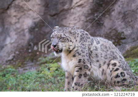 Cute Snow Leopard 121224719