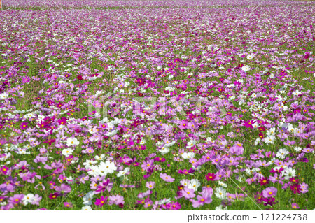 波斯菊盛開 121224738