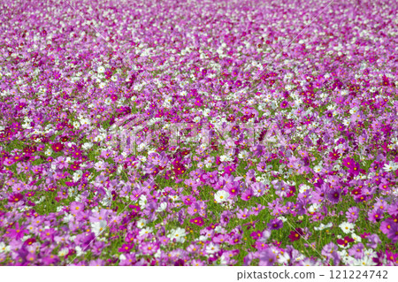 Cosmos in full bloom Cosmos in full bloom 121224742