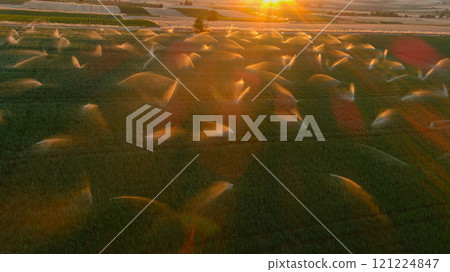 Irrigation on the onion field Irrigation on the onion field 121224847