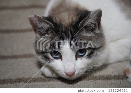 藍眼睛的櫻花貓 121224911