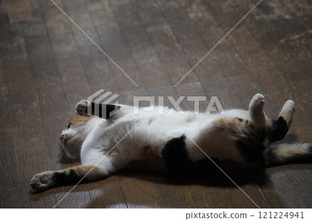 櫻花貓露肚皮 櫻花貓露肚皮 121224941