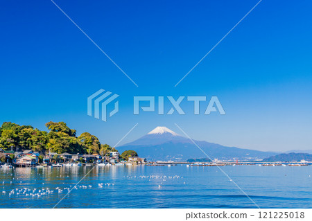 一群海鷗在平靜的海灣和富士山休息 一群海鷗在平靜的海灣和富士山休息 121225018