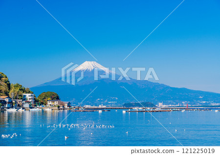 A flock of seagulls resting in a calm bay and Mount Fuji A flock of seagulls resting in a calm bay and Mount Fuji 121225019