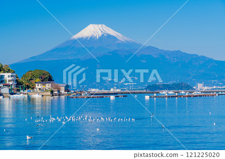 一群海鷗在平靜的海灣和富士山休息 121225020