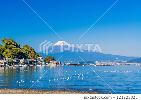 A flock of seagulls resting in a calm bay and Mount Fuji 121225023