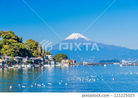 A flock of seagulls resting in a calm bay and Mount Fuji 121225025
