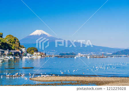 A flock of seagulls resting in a calm bay and Mount Fuji 121225028