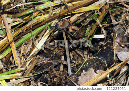 A whole image of a black, rotting and melting Coprinus genus mushroom (natural light + strobe macro close-up) 121225031