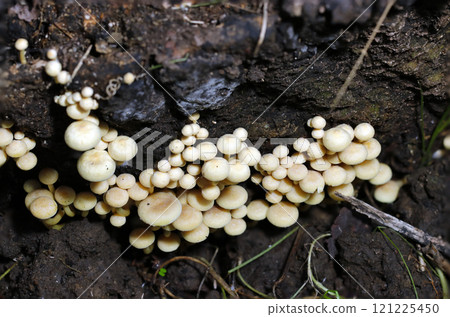 一群不可食用的 Nigakuritake 蘑菇，看起來就像 Mamaboro（自然光 + 閃光燈微距特寫） 121225450