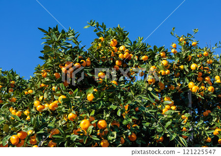 Delicious Unshu mandarins in a mandarin orchard against the blue sky 121225547