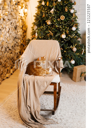 Cute ginger cat is sitting on a chair with a blanket draped over it next to a Christmas tree Cute ginger cat is sitting on a chair with a blanket draped over it next to a Christmas tree 121225587