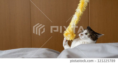 貓玩玩具 Kijitora 貓 貓玩玩具 Kijitora 貓 121225789