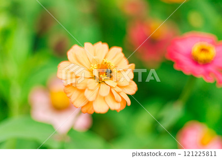Close up Zinnia flowers blooming 121225811