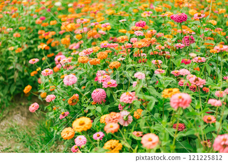 Close up Zinnia flowers blooming 121225812