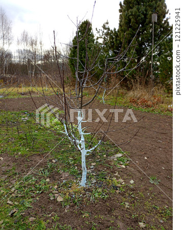 Apple tree with whitewashed trunk against the background of cedars and a birdhouse 121225941