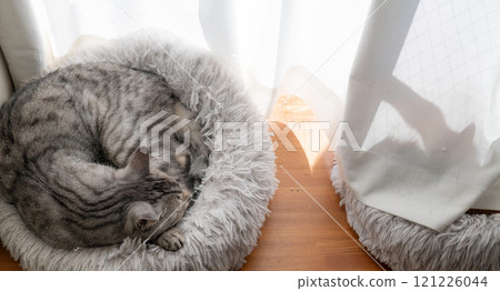 薩巴特拉貓在窗邊睡覺 121226044