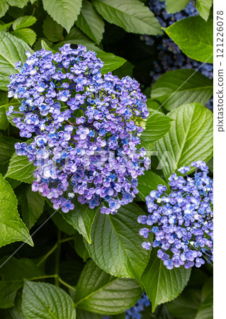 Beautiful Hydrangea macrophylla flowers blooming in the garden in early summer Beautiful Hydrangea macrophylla flowers blooming in the garden in early summer 121226078