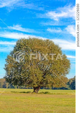 Lonely large tree standing on a green meadow under a blue sky with wispy clouds 121226080
