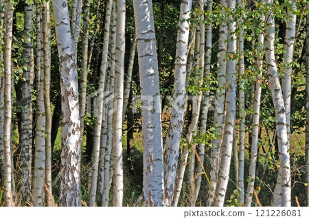 Serene birch forest with white tree trunks and lush green leaves in summer sunlight Serene birch forest with white tree trunks and lush green leaves in summer sunlight 121226081