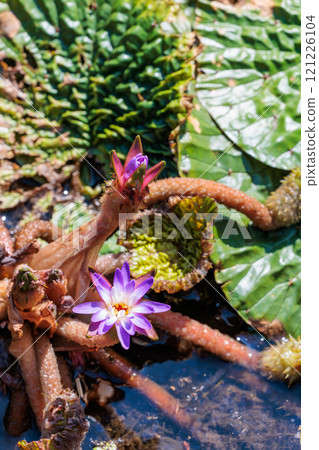 Onibaz flowers blooming quietly in a summer pond Onibaz flowers blooming quietly in a summer pond 121226104