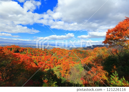 [Osaka Prefecture] Hoshida Park, Osaka Prefectural Forest: Star Swing and Autumn Leaves 121226116