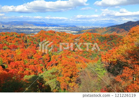 [Osaka Prefecture] Hoshida Park, Osaka Prefectural Forest: Star Swing and Autumn Leaves 121226119