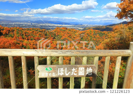 [大阪府]大阪府立森林星田花園星星鞦韆和紅葉 121226123